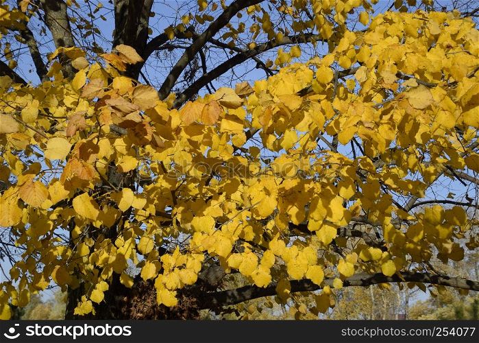 Yellow leaves of a linden. Yellowing leaves on the branches of a tree. Autumn background from leaves of a linden. Yellow autumn leaves.. Yellow leaves of a linden. Yellowing leaves on the branches of a tree. Autumn background from leaves of a linden. Yellow autumn leaves