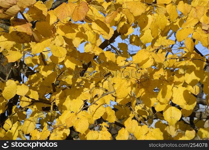 Yellow leaves of a linden. Yellowing leaves on the branches of a tree. Autumn background from leaves of a linden. Yellow autumn leaves.. Yellow leaves of a linden. Yellowing leaves on the branches of a tree. Autumn background from leaves of a linden. Yellow autumn leaves