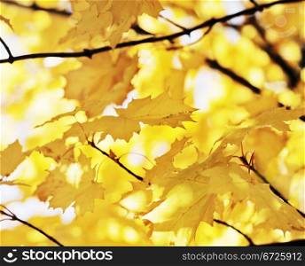 Yellow leaves of a maple tree in autumn.