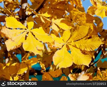 yellow leaves of horse chestnut tree in sunny autumn day close up
