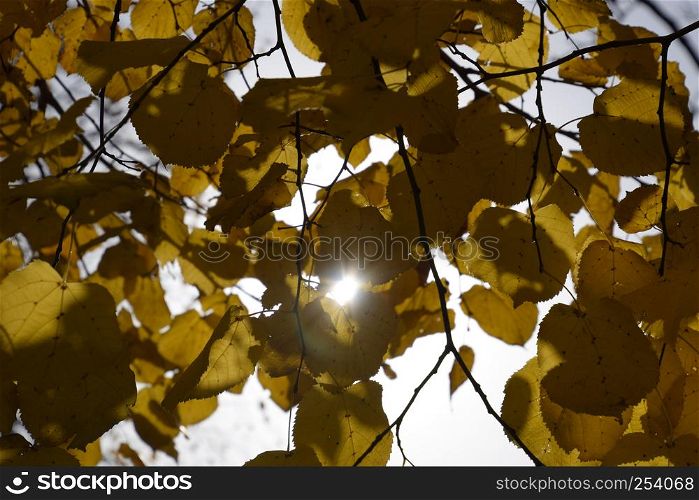 Yellow leaves of linden against the sky and the backlight. Autumn background from leaves of a linden. Yellow autumn leaves.. Yellow leaves of linden against the sky and the backlight. Autumn background from leaves of a linden. Yellow autumn leaves