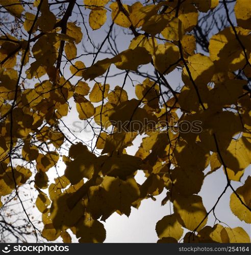 Yellow leaves of linden against the sky and the backlight. Autumn background from leaves of a linden. Yellow autumn leaves.. Yellow leaves of linden against the sky and the backlight. Autumn background from leaves of a linden. Yellow autumn leaves
