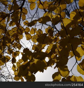 Yellow leaves of linden against the sky and the backlight. Autumn background from leaves of a linden. Yellow autumn leaves.. Yellow leaves of linden against the sky and the backlight. Autumn background from leaves of a linden. Yellow autumn leaves