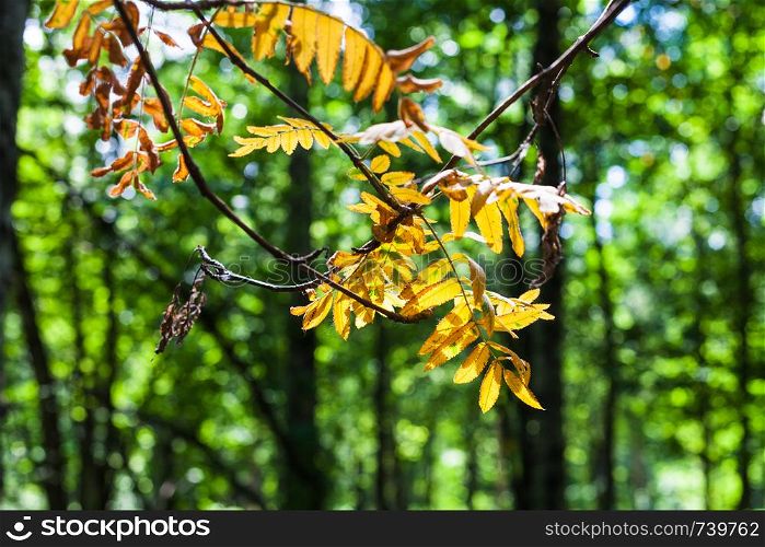 yellow leaves of rowan tree illuminated by sun close up and blurred green forest on background