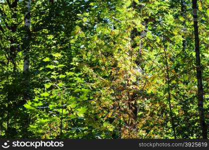 yellow leaves of Rowan tree illuminated by sunlight in green woods in summer