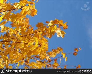Yellow leaves on ash tree at autumn, towards blue sky