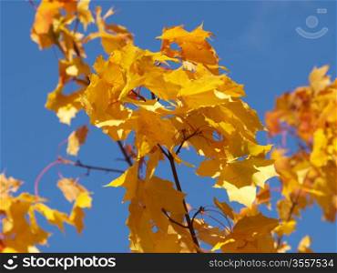 Yellow leaves on ash tree at autumn, towards blue sky