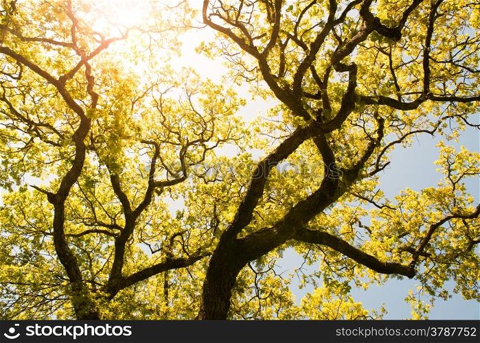 Yellow leaves on blue sky, autumnal scene, golden autumn