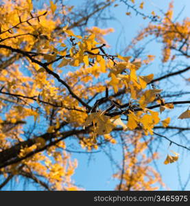 yellow leaves on branch tree in autumn