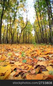 Yellow leaves on earth in park, ready for humus
