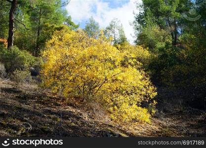 Yellow leaves on the bush in the autumn forest, Cyprus