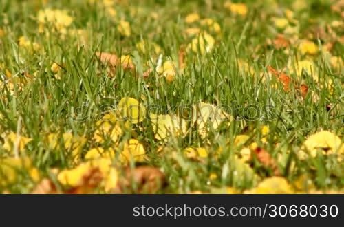 yellow leaves on the green grass
