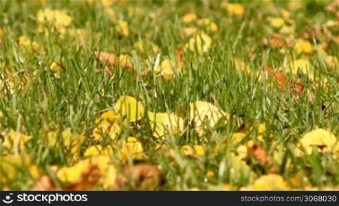 yellow leaves on the green grass