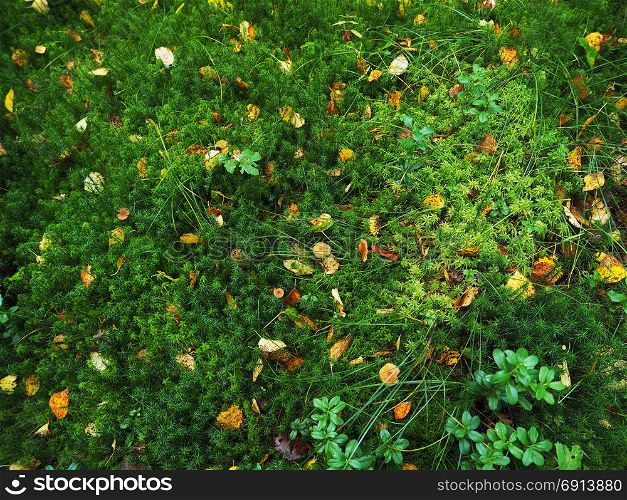 yellow leaves on the moss in the forest