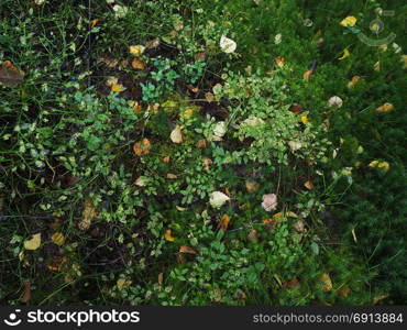 yellow leaves on the moss in the forest