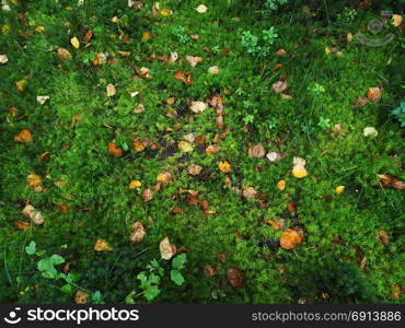 yellow leaves on the moss in the forest