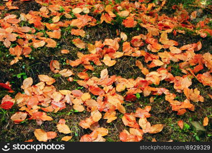 yellow leaves on the moss in the forest. yellow autumnal leaves on the moss in the forest