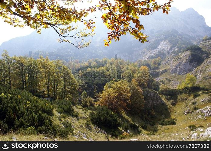 Yellow leaves on the tree and mountain in Durmitor, Montenegro