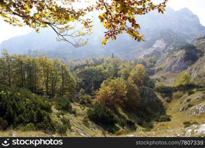 Yellow leaves on the tree and mountain in Durmitor, Montenegro
