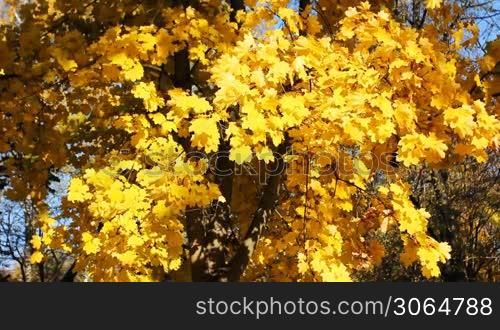 yellow leaves rustles breeze on autumn tree
