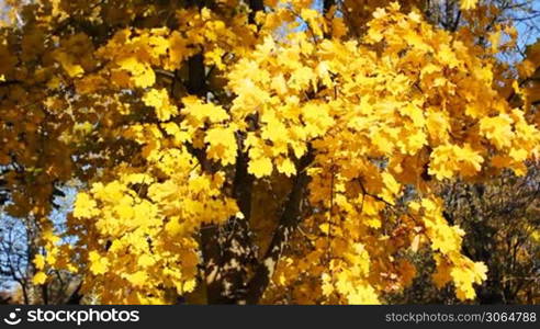 yellow leaves rustles breeze on autumn tree