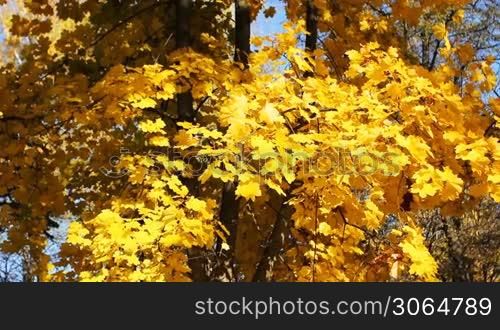 yellow leaves rustles breeze on autumn tree, panorama from bottom up