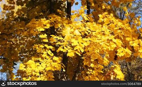 yellow leaves rustles breeze on autumn tree, panorama from bottom up