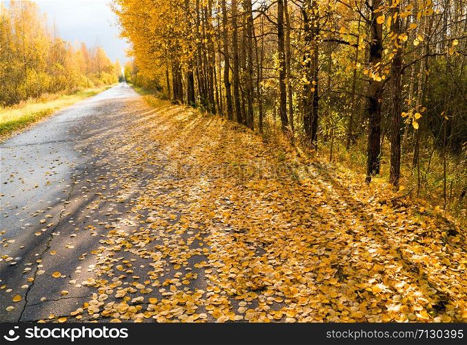 Yellow leaves strewn on the forest road going into the distance. Yellow leaves strewn on the forest road going into the distance.