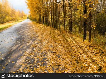 Yellow leaves strewn on the forest road going into the distance. Yellow leaves strewn on the forest road going into the distance.