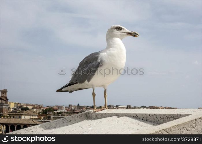 yellow legged-gull standing on the top of house