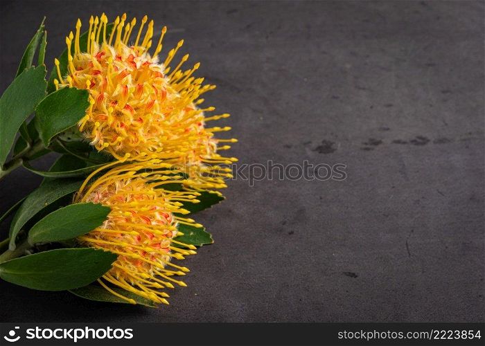 Yellow leucospermum cordifolium flower  pincushion protea  on black concrete background
