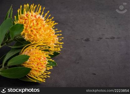 Yellow leucospermum cordifolium flower (pincushion protea) on black concrete background