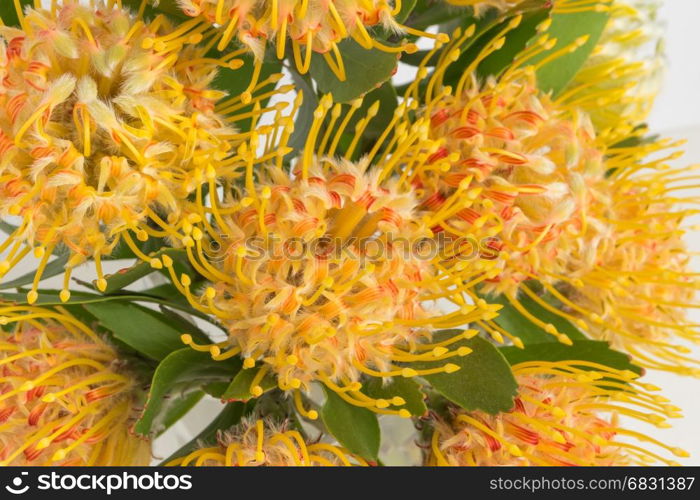 Yellow leucospermum cordifolium flower (pincushion protea) white background