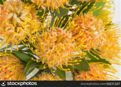Yellow leucospermum cordifolium flower (pincushion protea) white background