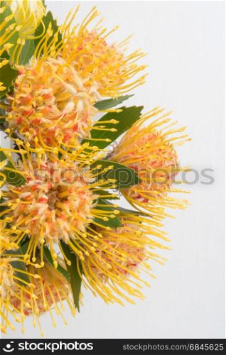 Yellow leucospermum cordifolium flower (pincushion protea). Yellow leucospermum cordifolium flower (pincushion protea) white background