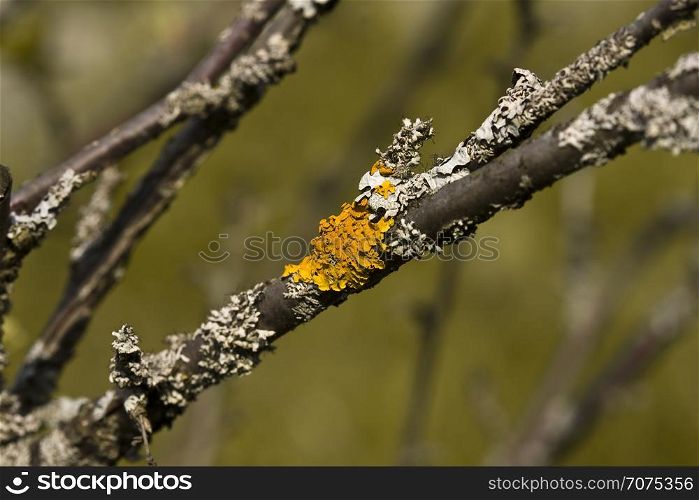 yellow lichen growing on a branch
