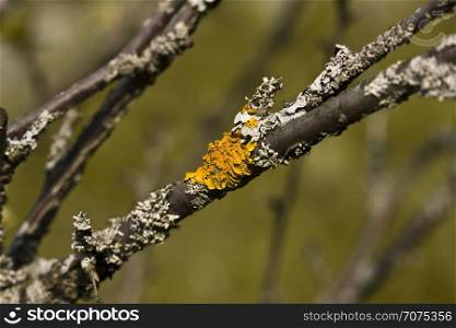 yellow lichen growing on a branch