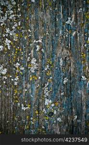 yellow lichen on a blue painted wood texture
