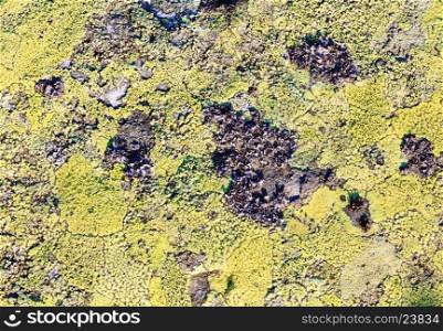Yellow lichen on stone surface (macro, background).