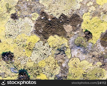 Yellow lichen on stone surface (macro, background).