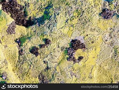 Yellow lichen on stone surface (macro, background).