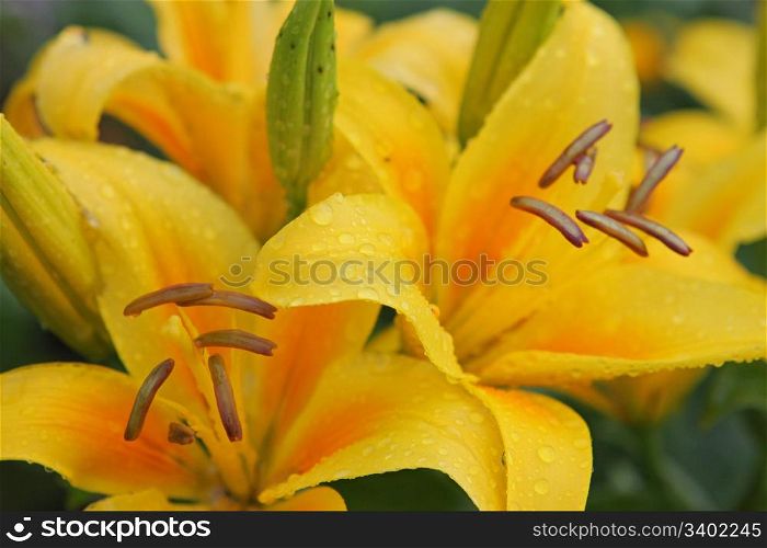 Yellow lillies with dewdrops in summer day.