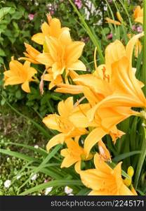 yellow lilly folwer grwoing in garden.