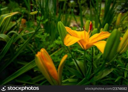 Yellow lily flower in the green garden, June view
