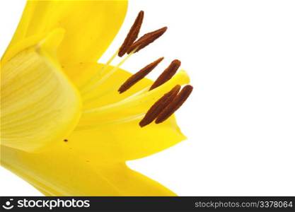 yellow lily flower isolated on white