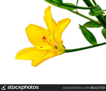 Yellow lily flower on a white background. Yellow lily flower on a white