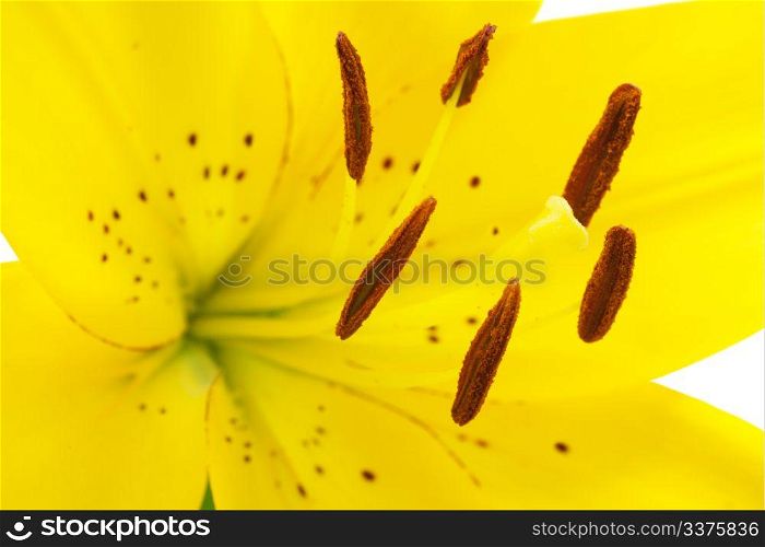 yellow lily flower on white background