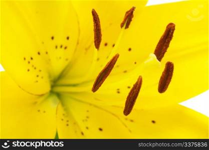 yellow lily flower on white background