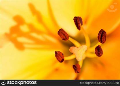 Yellow lily flower stamen macro closeup on pollen. Yellow flower stamen macro