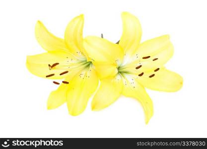 Yellow lily flowers isolated on white